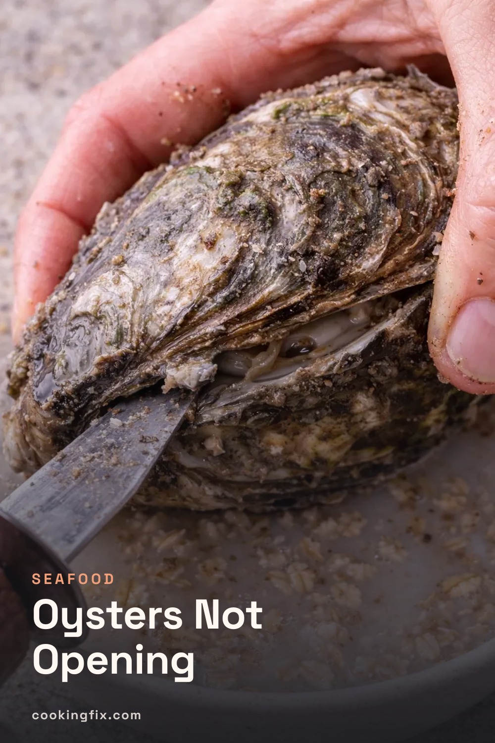 Oysters Not Opening